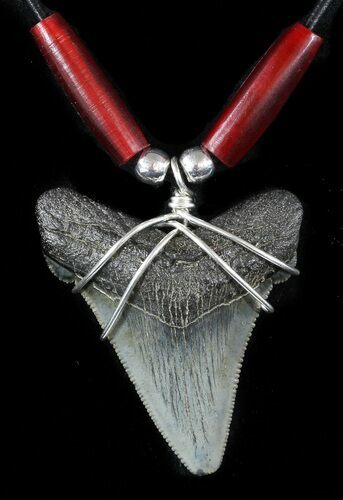 Fossil Angustiden Tooth Necklace - Megalodon Ancestor #47539